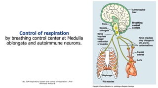 Control of respiration
by breathing control center at Medulla
oblongata and autoimmune neurons.
Bio 314 Respiratory system and control of respiration  Prof
Alhimaidi Ahmad R
 