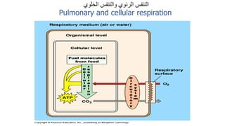 ‫الخلوي‬ ‫والتنفس‬ ‫الرئوي‬ ‫التنفس‬
Pulmonary and cellular respiration
Bio 314 Respiratory system and control of respiration  Prof
Alhimaidi Ahmad R
 