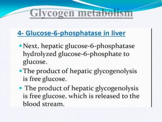 GLYCOGEN METABOLISM