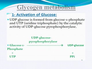 GLYCOGEN METABOLISM