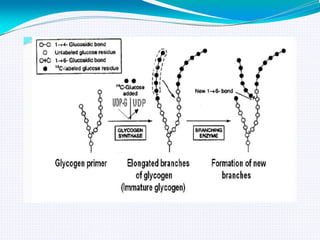 GLYCOGEN METABOLISM