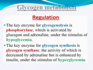 GLYCOGEN METABOLISM