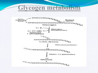 GLYCOGEN METABOLISM