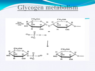 GLYCOGEN METABOLISM