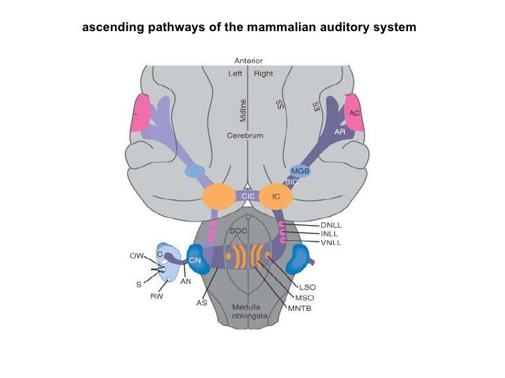 COGS 107B Winter 2010 Lecture 7 Auditory System I