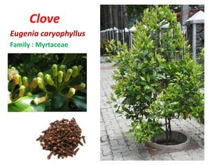 Clove
Eugenia caryophyllus
Family : Myrtaceae
 