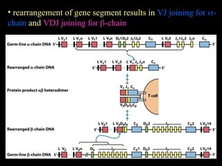 Vj Rearrangement Lec 7 (CMI- TCR immunology biotechnology medical pharmacy nursing ).ppt