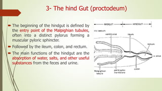 Insect Digestive System | PPTX