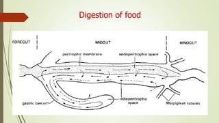Insect Intestinal Insect Digestive System | PPTX