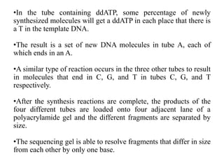 •In the tube containing ddATP, some percentage of newly
synthesized molecules will get a ddATP in each place that there is
a T in the template DNA.
•The result is a set of new DNA molecules in tube A, each of
which ends in an A.
•A similar type of reaction occurs in the three other tubes to result
in molecules that end in C, G, and T in tubes C, G, and T
respectively.
•After the synthesis reactions are complete, the products of the
four different tubes are loaded onto four adjacent lane of a
polyacrylamide gel and the different fragments are separated by
size.
•The sequencing gel is able to resolve fragments that differ in size
from each other by only one base.
 