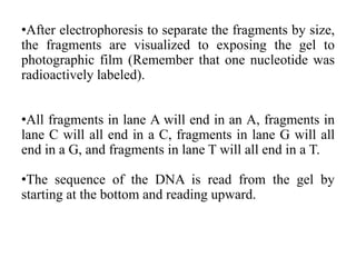 •After electrophoresis to separate the fragments by size,
the fragments are visualized to exposing the gel to
photographic film (Remember that one nucleotide was
radioactively labeled).
•All fragments in lane A will end in an A, fragments in
lane C will all end in a C, fragments in lane G will all
end in a G, and fragments in lane T will all end in a T.
•The sequence of the DNA is read from the gel by
starting at the bottom and reading upward.
 