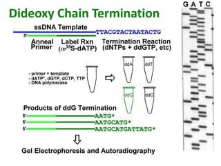 Dideoxy Chain Termination
 