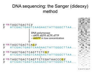 DNA sequencing: the Sanger (dideoxy)
method
 