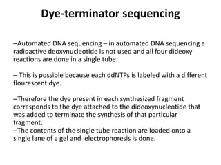 Dye-terminator sequencing
–Automated DNA sequencing – in automated DNA sequencing a
radioactive deoxynucleotide is not used and all four dideoxy
reactions are done in a single tube.
– This is possible because each ddNTPs is labeled with a different
flourescent dye.
–Therefore the dye present in each synthesized fragment
corresponds to the dye attached to the dideoxynucleotide that
was added to terminate the synthesis of that particular
fragment.
–The contents of the single tube reaction are loaded onto a
single lane of a gel and electrophoresis is done.
 