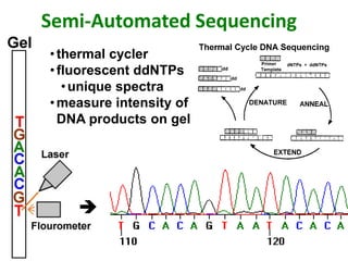 Semi-Automated Sequencing

•thermal cycler
•fluorescent ddNTPs
•unique spectra
•measure intensity of
DNA products on gel
 