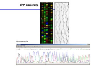 DNA Sequencing
Chromatogram file
 