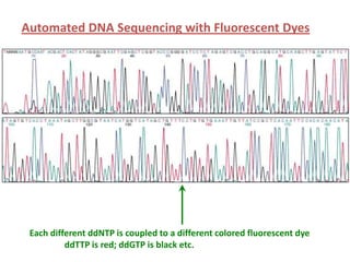 Automated DNA Sequencing with Fluorescent Dyes
Each different ddNTP is coupled to a different colored fluorescent dye
ddTTP is red; ddGTP is black etc.
 