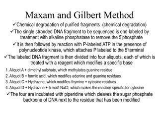 Maxam and Gilbert Method
Chemical degradation of purified fragments (chemical degradation)
The single stranded DNA fragment to be sequenced is end-labeled by
treatment with alkaline phosphatase to remove the 5’phosphate
It is then followed by reaction with P-labeled ATP in the presence of
polynucleotide kinase, which attaches P labeled to the 5’terminal
The labeled DNA fragment is then divided into four aliquots, each of which is
treated with a reagent which modifies a specific base
1. Aliquot A + dimethyl sulphate, which methylates guanine residue
2. Aliquot B + formic acid, which modifies adenine and guanine residues
3. Aliquot C + Hydrazine, which modifies thymine + cytosine residues
4. Aliquot D + Hydrazine + 5 mol/l NaCl, which makes the reaction specific for cytosine
The four are incubated with piperidine which cleaves the sugar phosphate
backbone of DNA next to the residue that has been modified
 