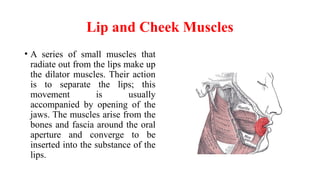 Face musculture and structures of the human | PPTX
