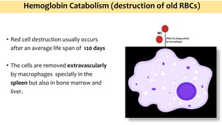 lec_7_hematology_iron_metabolism.pptx