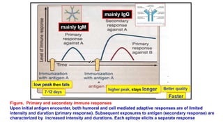 Figure. Primary and secondary immune responses
Upon initial antigen encounter, both humoral and cell mediated adaptive responses are of limited
intensity and duration (primary response). Subsequent exposures to antigen (secondary response) are
characterized by increased intensity and durations. Each epitope elicits a separate response
 
