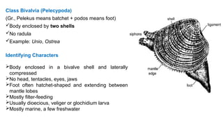 Lobe Shell lec 7 Phylum Mollusca___________________.pptx