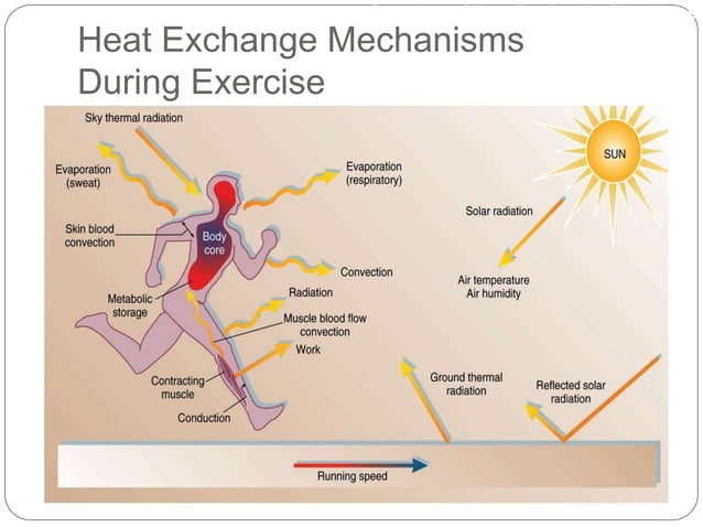 During Outdoor Physical Activity The Body Maintains Its Temperature By Lec 7 tempreture regulation Physiology of Exercise