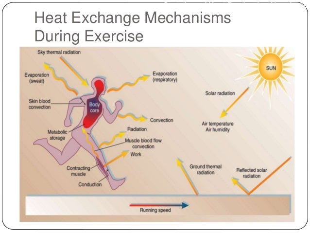 During Exercise Your Body Releases Heat By