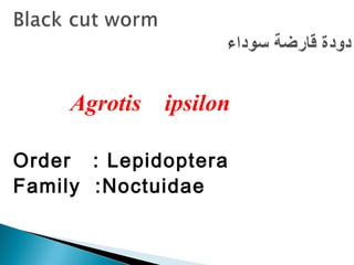 Agrotis ipsilon
Order : Lepidoptera
Family :Noctuidae
 