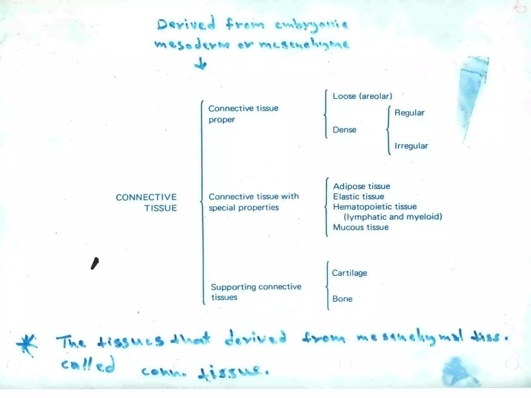 Connective tissue - types of connective tissue | PPT