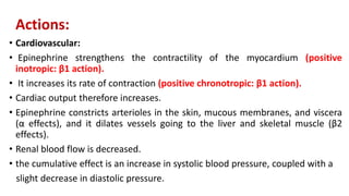 Actions:
• Cardiovascular:
• Epinephrine strengthens the contractility of the myocardium (positive
inotropic: β1 action).
• It increases its rate of contraction (positive chronotropic: β1 action).
• Cardiac output therefore increases.
• Epinephrine constricts arterioles in the skin, mucous membranes, and viscera
(α effects), and it dilates vessels going to the liver and skeletal muscle (β2
effects).
• Renal blood flow is decreased.
• the cumulative effect is an increase in systolic blood pressure, coupled with a
slight decrease in diastolic pressure.
 