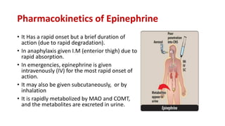 Pharmacokinetics of Epinephrine
• It Has a rapid onset but a brief duration of
action (due to rapid degradation).
• In anaphylaxis given I.M (enterior thigh) due to
rapid absorption.
• In emergencies, epinephrine is given
intravenously (IV) for the most rapid onset of
action.
• It may also be given subcutaneously, or by
inhalation
• It is rapidly metabolized by MAO and COMT,
and the metabolites are excreted in urine.
 
