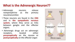 What is the Adrenergic Neuron??
• Adrenergic neurons release
norepinephrine as the primary
neurotransmitter.
• These neurons are found in the CNS
and in the sympathetic nervous
system, where they serve as links
between ganglia and the effector
organs.
• Adrenergic drugs act on adrenergic
receptors, located either
presynaptically on the neuron or
postsynaptically on the effector organ
 