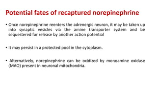 Potential fates of recaptured norepinephrine
• Once norepinephrine reenters the adrenergic neuron, it may be taken up
into synaptic vesicles via the amine transporter system and be
sequestered for release by another action potential
• It may persist in a protected pool in the cytoplasm.
• Alternatively, norepinephrine can be oxidized by monoamine oxidase
(MAO) present in neuronal mitochondria.
 