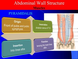 Pyramidils Muscle Lec_8_Anatomy Abdominal wall-15-4-25.pdf