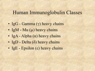 Human Immunoglobulin Classes
• IgG - Gamma (γ) heavy chains
• IgM - Mu (µ) heavy chains
• IgA - Alpha (α) heavy chains
• IgD - Delta (δ) heavy chains
• IgE - Epsilon (ε) heavy chains
 