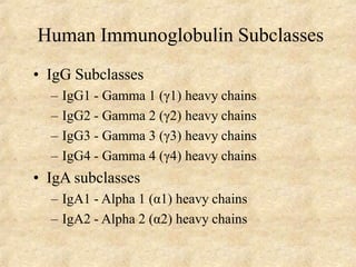 Human Immunoglobulin Subclasses
• IgG Subclasses
– IgG1 - Gamma 1 (γ1) heavy chains
– IgG2 - Gamma 2 (γ2) heavy chains
– IgG3 - Gamma 3 (γ3) heavy chains
– IgG4 - Gamma 4 (γ4) heavy chains
• IgA subclasses
– IgA1 - Alpha 1 (α1) heavy chains
– IgA2 - Alpha 2 (α2) heavy chains
 