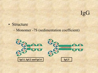 IgG
• Structure
– Monomer -7S (sedimentation coefficient)
IgG1, IgG2 and IgG4 IgG3
 