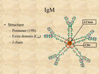 IgM
• Structure
– Pentamer (19S)
– Extra domain (CH4)
– J chain
CH4
J Chain
 