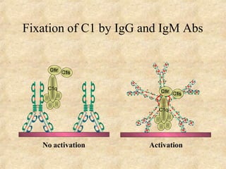 Fixation of C1 by IgG and IgM Abs
C1q
C1q
No activation Activation
 