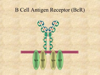 B Cell Antigen Receptor (BcR)
Ig-αIg-β Ig-βIg-α
 
