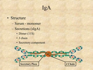 IgA
• Structure
– Serum - monomer
– Secretions (sIgA)
• Dimer (11S)
• J chain
• Secretory component
J ChainSecretory Piece
 