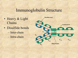 Immunoglobulin Structure
• Heavy & Light
Chains
• Disulfide bonds
– Inter-chain
– Intra-chain
CH1
VL
CL
VH
CH2 CH3
Hinge Region
Carbohydrate
Disulfide bond
 