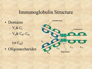 Immunoglobulin Structure
• Domains
– VL& CL
– VH& CH1- CH3
(or CH4)
• Oligosaccharides CH1
VL
CL
VH
CH2 CH3
Hinge Region
Carbohydrate
Disulfide bond
 
