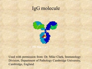 IgG molecule
Used with permission from: Dr. Mike Clark, Immunology
Division, Department of Pathology Cambridge University,
Cambridge, England
 