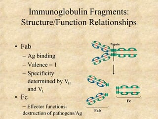 Immunoglobulin Fragments:
Structure/Function Relationships
Papain
Fc
Fab
• Fab
– Ag binding
– Valence = 1
– Specificity
determined by VH
and VL
• Fc
– Effector functions-
destruction of pathogens/Ag
 