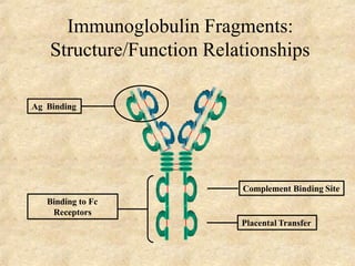Immunoglobulin Fragments:
Structure/Function Relationships
Ag Binding
Complement Binding Site
Placental Transfer
Binding to Fc
Receptors
 