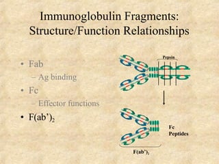 Immunoglobulin Fragments:
Structure/Function Relationships
• Fab
– Ag binding
• Fc
– Effector functions
• F(ab’)2
Pepsin
Fc
Peptides
F(ab’)2
 