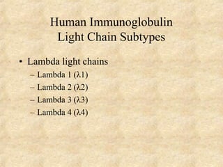 Human Immunoglobulin
Light Chain Subtypes
• Lambda light chains
– Lambda 1 (λ1)
– Lambda 2 (λ2)
– Lambda 3 (λ3)
– Lambda 4 (λ4)
 