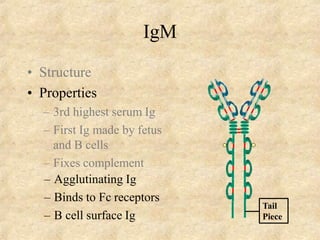 IgM
Tail
Piece
• Structure
• Properties
– 3rd highest serum Ig
– First Ig made by fetus
and B cells
– Fixes complement
– Agglutinating Ig
– Binds to Fc receptors
– B cell surface Ig
 